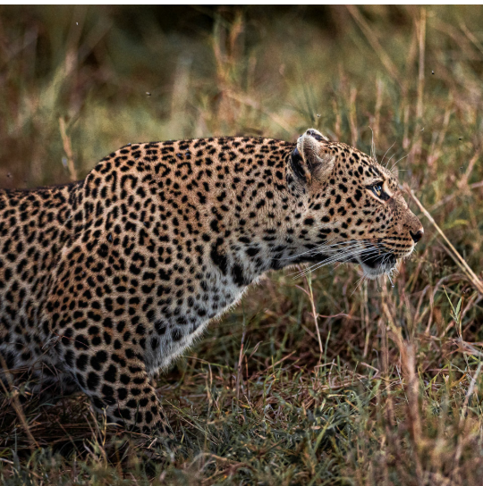 Cheetah