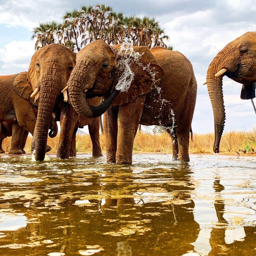 Elephants Tsavo