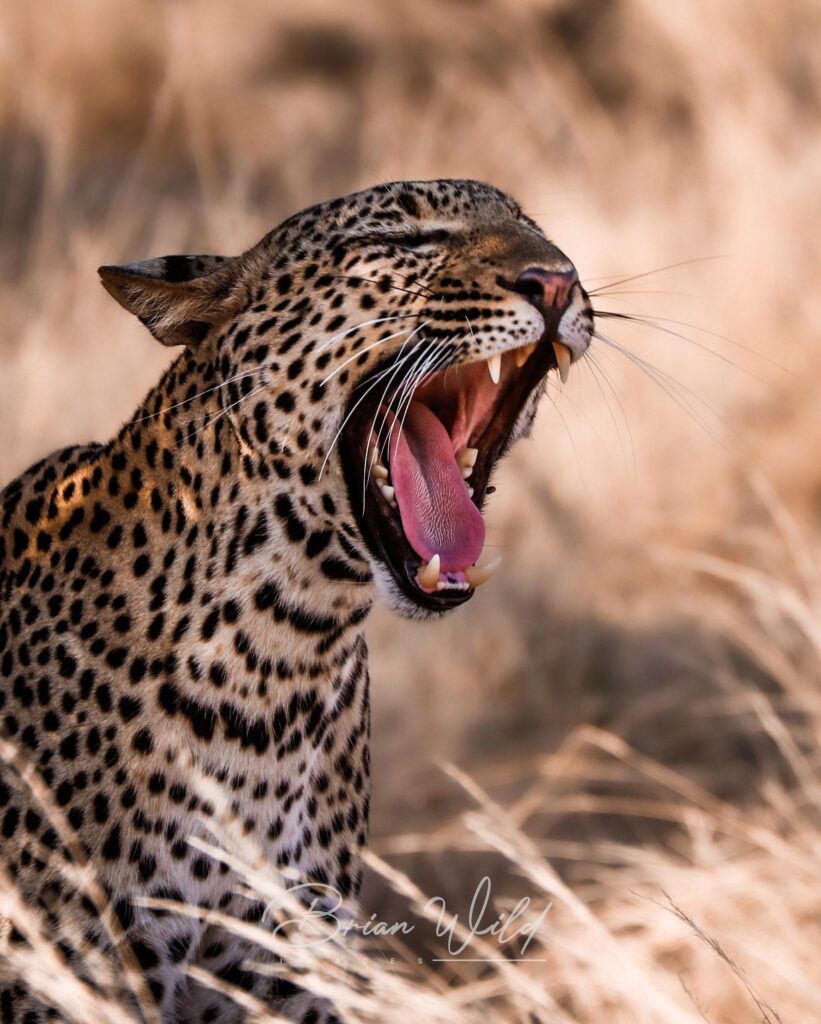 Leopard Samburu
