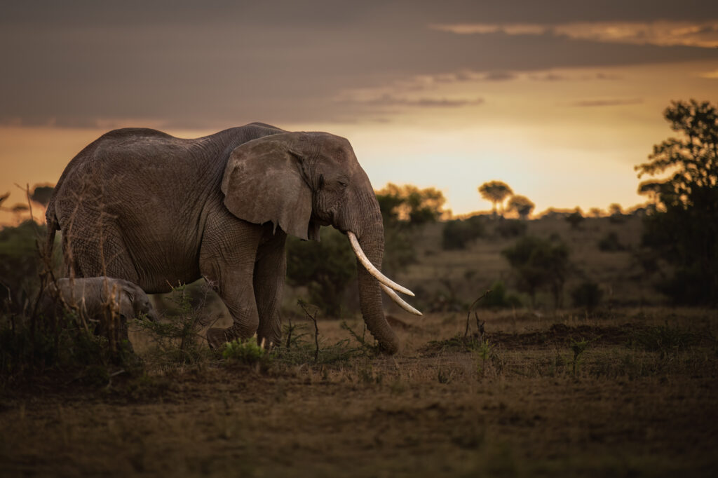 Singita Grumeti_Elephant Cow Large Tusks and Calf_Ross Couper