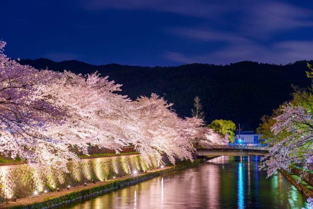 Kyoto, Japan on the Okazaki Canal during the spring cherry bloss